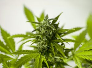 Dónde comprar productos de belleza con CBD, cáñamo